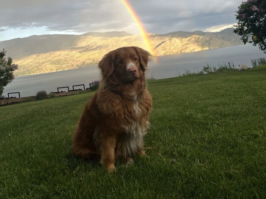 Bentley the shop dog