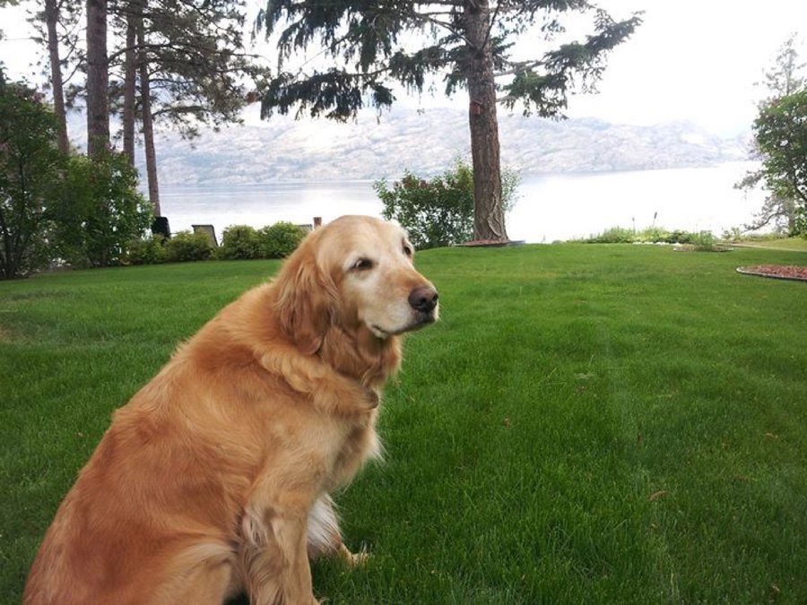 Lady the original shop dog